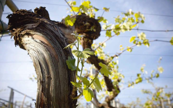 Vinhas Velhas: a jóia da vitivinicultura