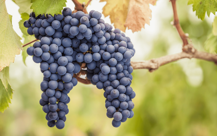 Pinot Noir uma das uvas mais antigas e tradicionais no mundo