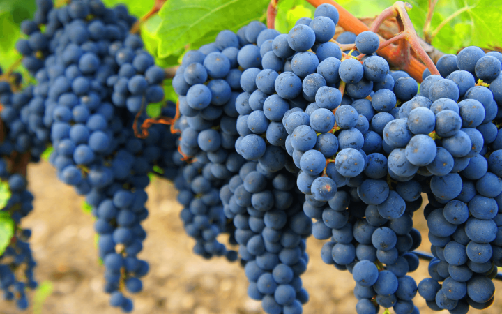 Uva Marselan: conheça mais sobre este tipo de uva